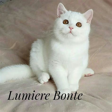 Cattery of British cats "Lumiere Bonte"