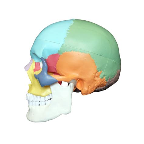 Coloured Didactic Anatomical Human Skull Model - Medical Skeleton Anatomy | eBay