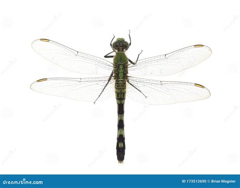 Green Darner Dragonfly on White Stock Photo - Image of veins, dragon ...