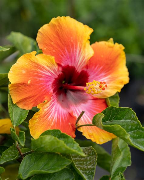 Tropical Hibiscus ‘Fiesta’ | PlantVine