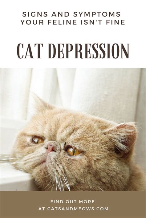 Cat Depression - Signs and Symptoms Your Feline Isn't Fine - Cats and Meows | Cat health ...