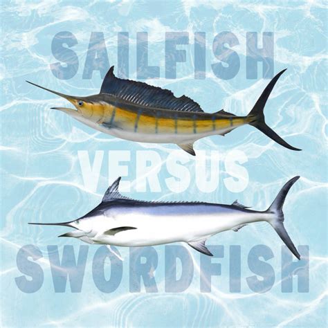 Sailfish vs. Swordfish: All Their Differences - Tastylicious