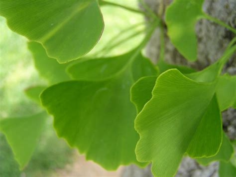 Information about "ginkgo_leaves.jpg" on ginkgo trees - Davis - LocalWiki