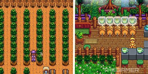 How To Make Green Tea And Pickled Tea Leaves In Stardew Valley