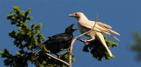 White Wolf : 10 pictures of the extremely rare and legendary creature - the White Raven.