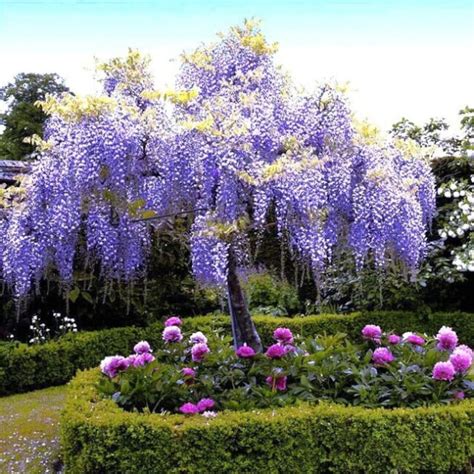 5 Chinese Wisteria Tree Seeds Fast Climber Flower Vine Cold - Etsy