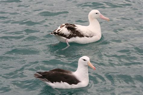 Antipodean albatross - Facts, Diet, Habitat & Pictures on Animalia.bio