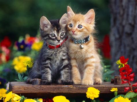 Kittens In The Garden Wallpapers - Wallpaper Cave