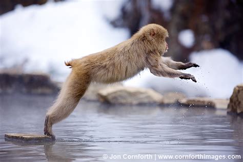 Japanese Macaque 19 Photo, Picture, Print | Cornforth Images