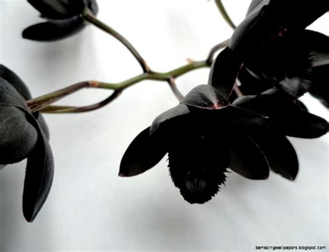 Black Orchid Wallpapers on WallpaperDog