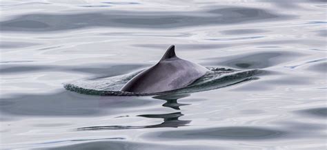 Harbor Porpoise | The Marine Mammal Center