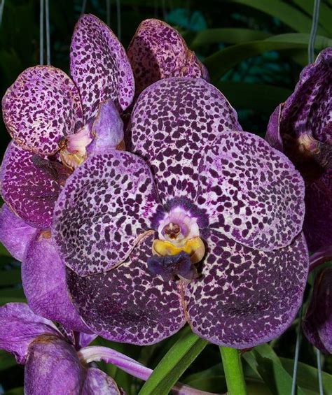 Orchid Society of Papua New Guinea | Flickr - Photo Sharing! Florida Plants, Gardens By The Bay ...