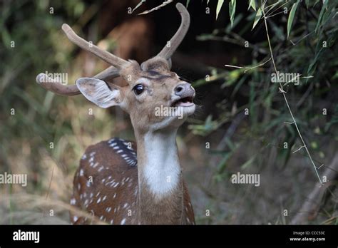 Chital Spotted Deer (Cervus axis Stock Photo - Alamy