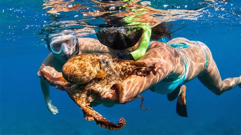 Maui snorkelers, want to be BFFs with an octopus? It just could happen ...