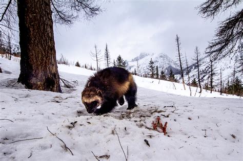 Conservation Northwest co-hosts wolverine conservation and backcountry ...