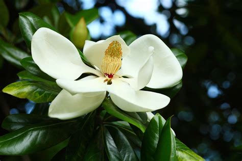 Magnolia Tree With Big White Flowers - Maybe you would like to learn more about one of these?