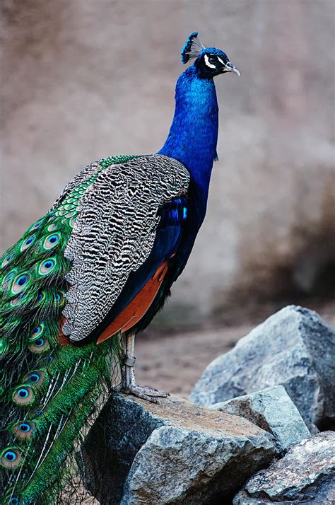 Peacock - National Bird of India Photograph by Photography By Sai