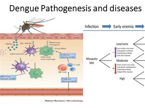 Dengue virus: structure, serotypes and mode of transmission