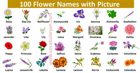 Learn the Names of 100 Flowers in English – VocabularyAN