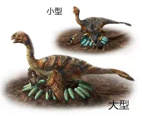 China unearths fossils showing brooding behavior of oviraptorid from 70 mln years ago - Global Times