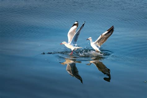 White Seagull · Free Stock Photo