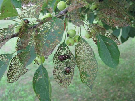 Japanese Beetle Damage Extensive in 2017