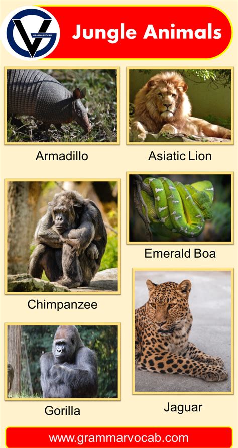 List of Jungle Animals Names | Pictures - GrammarVocab