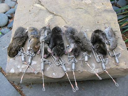 Trapline Products Vole Trapping Page