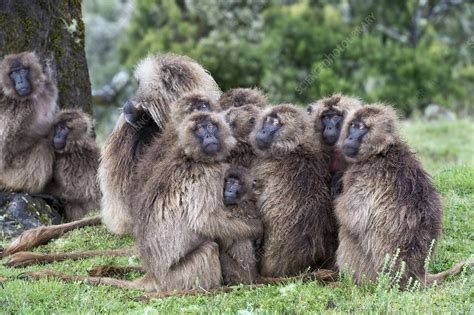 Troop of Gelada baboons huddled together - Stock Image - C022/9272 - Science Photo Library