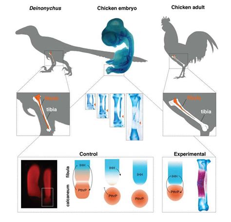 Scientists Have Grown 'Dinosaur Legs' on a Chicken For The First Time ...