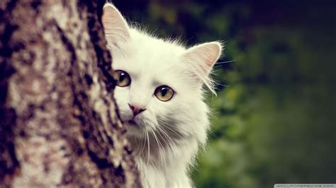 Cat HD Wallpapers 1080p - WallpaperSafari