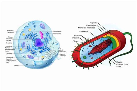 Diferencias Y Semejanzas Procariota Y Eucariota Portafolio De Mobile | The Best Porn Website