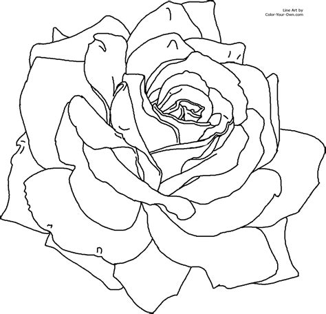 Printable Rose Coloring Pages - Printable Word Searches