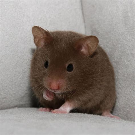 All About Syrian "Teddy Bear" Hamster : House, Care, Toy, Feeding, Lifespan | Syrian hamster ...