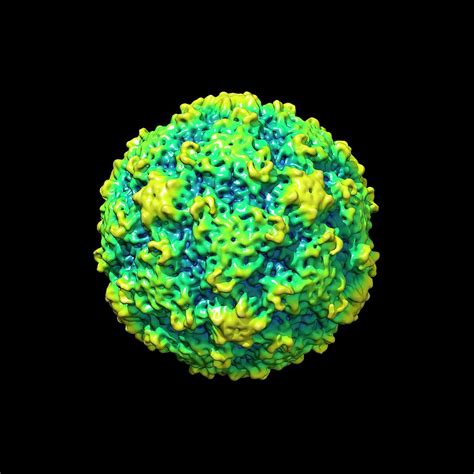 Human Rhinovirus Photograph by Louise Hughes/science Photo Library - Pixels