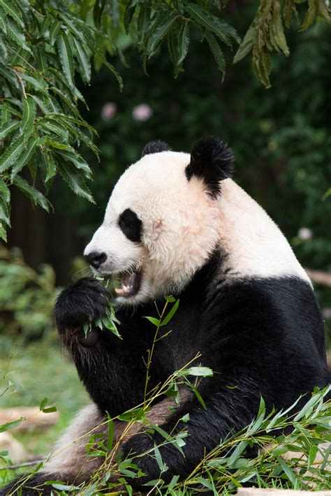 Drxgonfly, h4ilstorm: Panda Noms 2 (by Mark Dumont)