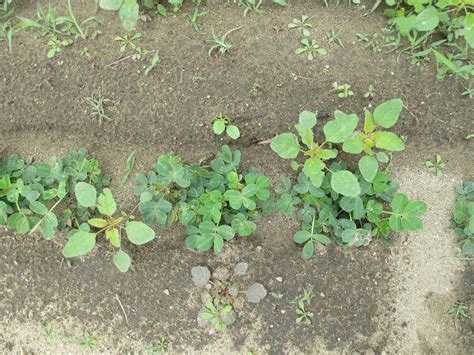 Timing is Critical for Palmer Pigweed Control | Farms.com