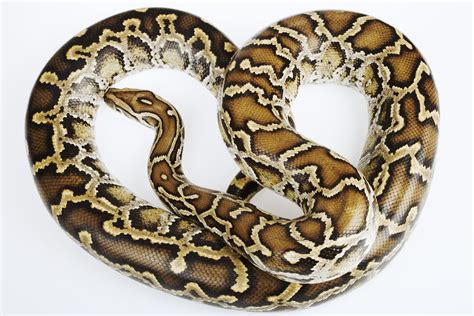 Burmese Python Snake Facts