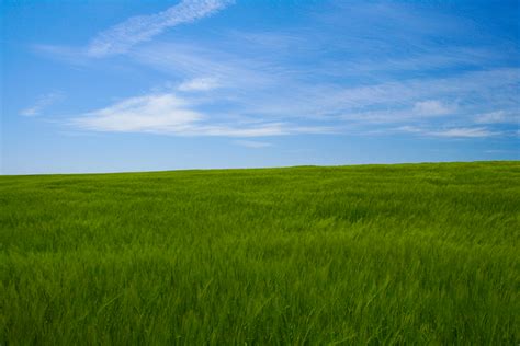 File:Barley crop -blue sky-4May2008.jpg - Wikimedia Commons