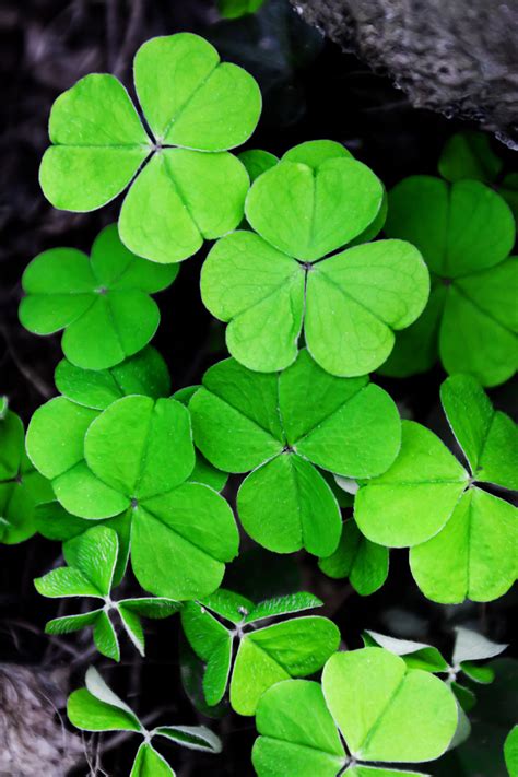 Clovers Free Stock Photo - Public Domain Pictures