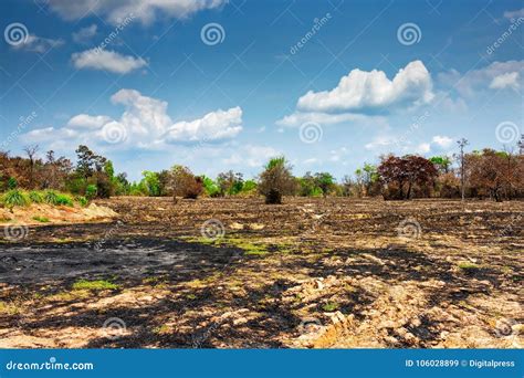 Slash and Burn Agriculture stock image. Image of cloud - 106028899