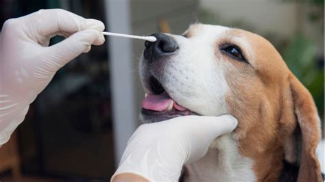 Everything You Need to Know About Canine Influenza