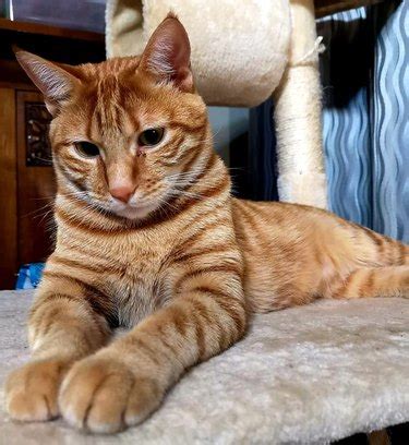 21 Reasons Why Orange Tabby Cats Are The Best Tabby Cats | Cuteness