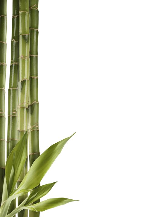 Bamboo PNG Transparent Images - PNG All