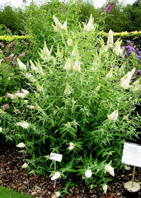 50 WHITE BUTTERFLY BUSH Buddleia Davidii Flower Seeds Flat | Etsy