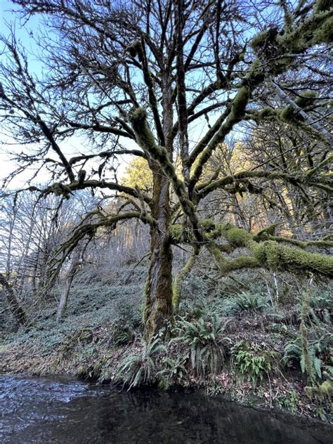 Bigleaf Maple Project | Pacific Northwest Agroforestry Working Group