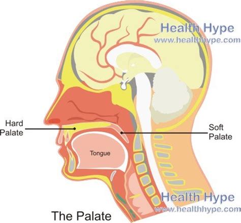 Palates | Hard Palate, Soft Palate Anatomy and Picture | Healthhype.com