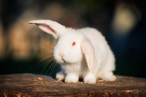 Why Some Rabbits Have Red Eyes? - SimplyRabbits - Rabbit care