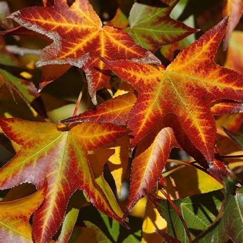 Sweetgum leaves in the fall | Joaozinho, Arvores