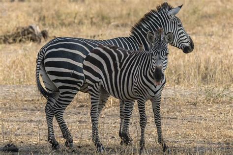 African Safari Animals: 34 Photos to make you want to visit Tanzania